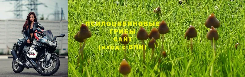 Галлюциногенные грибы Magic Shrooms  Приморско-Ахтарск 